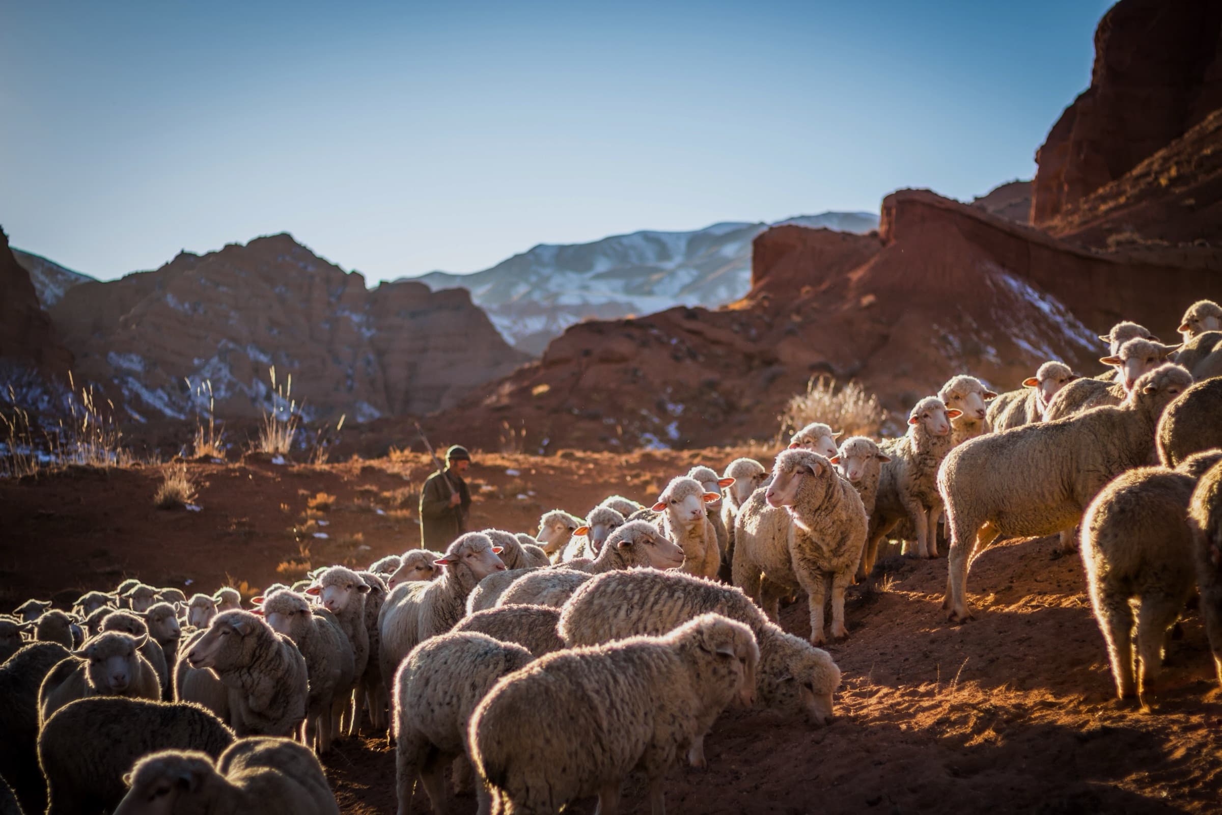 A shepherd tends a flock in the hills of Israel at golden hour